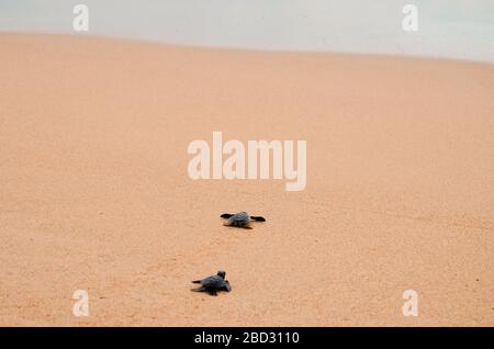 Zwei kleine Schildkröten krabbeln am Sand auf dem Ozean zum Wasser und speichern und kleben Tiere im Sea Turtles Conservation Research Project Center in Stockfoto