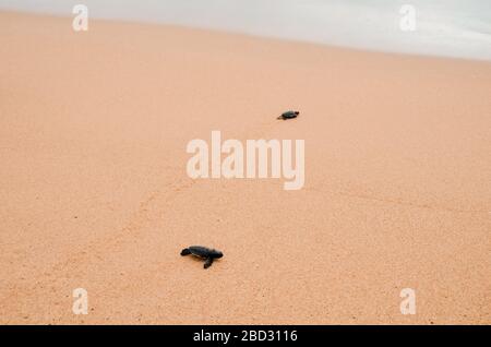 Zwei kleine Schildkröten krabbeln am Sand auf dem Ozean zum Wasser und speichern und kleben Tiere im Sea Turtles Conservation Research Project Center in Stockfoto