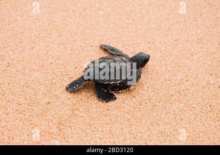 Zwei kleine Schildkröten krabbeln am Sand auf dem Ozean zum Wasser und speichern und kleben Tiere im Sea Turtles Conservation Research Project Center in Stockfoto