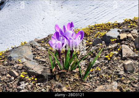 Haufen violetter Krokusblüten und viele leuchtend gelbe Fohlen- oder Kaltfußblumen (Tussilago farfarfarfarfarfara) zwischen Steinen - frühe Frühlingslandschaft. Verschneit Stockfoto