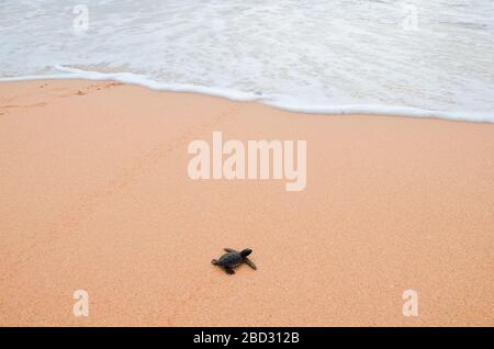 Zwei kleine Schildkröten krabbeln am Sand auf dem Ozean zum Wasser und speichern und kleben Tiere im Sea Turtles Conservation Research Project Center in Stockfoto