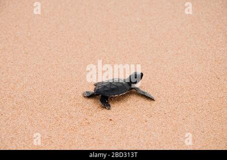 Zwei kleine Schildkröten krabbeln am Sand auf dem Ozean zum Wasser und speichern und kleben Tiere im Sea Turtles Conservation Research Project Center in Stockfoto