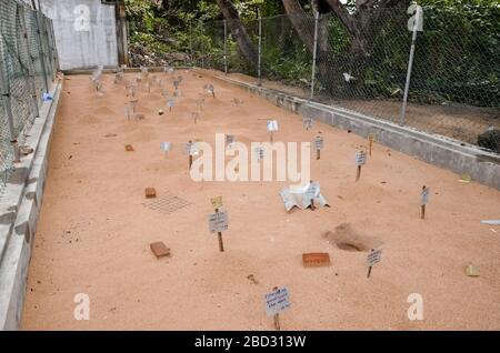 Bentota, SRI LANKA - 20. Februar 2016: Sandbrüter für Schildkröten mit Hinweisschildern und Datteln im Freien. Die Schildkröteneier im Sand begraben. Tiere im Th retten Stockfoto