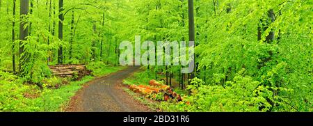 Waldweg durch naturnahen Buchenwald im Frühjahr, frisches Grün, Holzhaufen, große alte buchen, Steigerwald, Unterfranken, Bayern Stockfoto