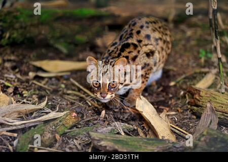 Leopardenkatze (Prionailurus bengalensis), Erwachsene, wachsam, gefangen, England, Großbritannien Stockfoto
