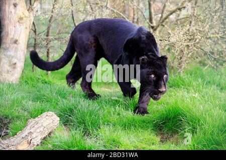 Jaguar, Black Panther (Panthera onca), Erwachsene, wachsam, auf dem Rasen spazieren, gefangen, England, Großbritannien Stockfoto