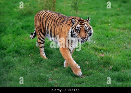 Sumatran-Tiger (Panthera tigris sumatrae), Erwachsene, wachsam Stalking, gefangen, England, Großbritannien Stockfoto
