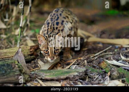 Leopardenkatze (Prionailurus bengalensis), Erwachsene, wachsam, gefangen, England, Großbritannien Stockfoto