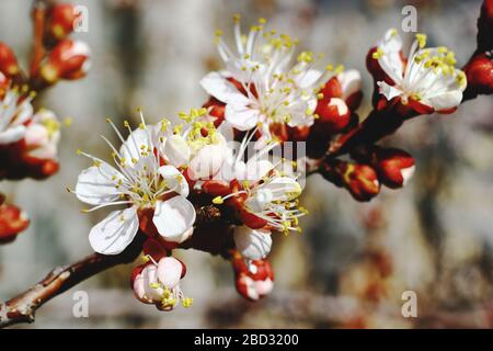 Nahaufnahme der Kirschblüte mit verschwommenem Hintergrund Stockfoto