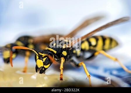 Deutsche Wespen (Vespula germanica) essen Honig auf einem Teller, Hessen, Deutschland Stockfoto