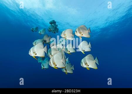 Schwarm Langflossen-Batfish (Platax teira), Rotes Meer, Scharm El-Scheich, Sinai-Halbinsel, Ägypten Stockfoto