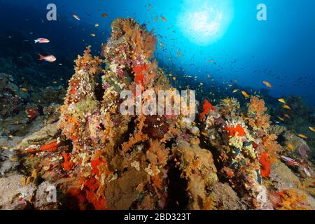 Typisches, intaktes Korallenriffe mit Vegetation aus vielen wirbellosen Tieren, Rücklicht, Rotes Meer, Sinai-Halbinsel, Ägypten Stockfoto