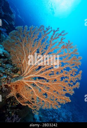 Gorgonenfans (Annella mollis) an Korallenriffwand, Hinterleuchtung, Sinai-Halbinsel, Ägypten, Rotes Meer Stockfoto