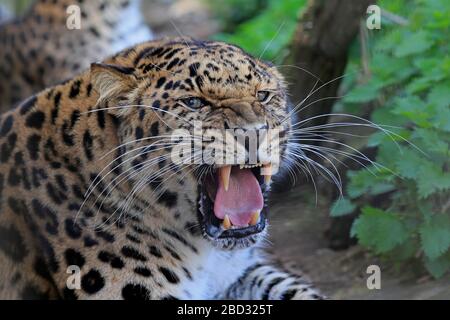 Amur Leopard (Panthera pardus orientalis), Erwachsene, Tierporträt, zischend, bedrohlich, gefangen, England, Großbritannien Stockfoto
