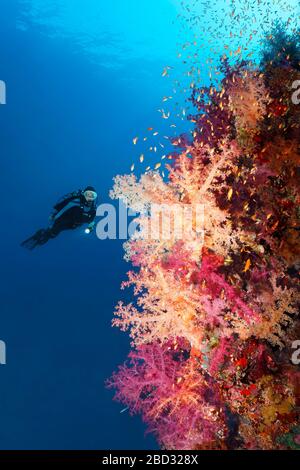 Taucher, der Klunzingers weiche Korallen (Dendronephthya klunzingeri) an der Korallenriffwand, am Roten Meer, in der Straße von Tiran, auf der Sinai-Halbinsel, in Ägypten betrachtet Stockfoto