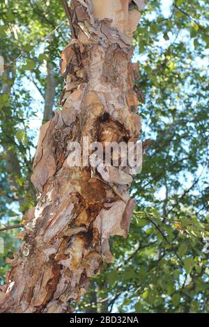 Nahaufnahme der abblätternden Rinde des Stammes eines Fluss-Birch-Baumes, Betula nigra, in North Carolina, USA Stockfoto