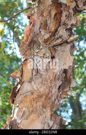 Nahaufnahme der abblätternden Rinde des Stammes eines Fluss-Birch-Baumes, Betula nigra, in North Carolina, USA Stockfoto