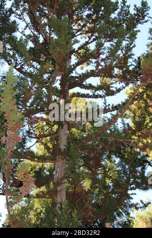 Äste und Stamm einer Cryptomeria japonica, Cypress Tree im Herbst in Raleigh, North Carolina, USA Stockfoto