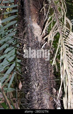 Nahaufnahme eines stacheligen Baumstamms eines Palmenbaums im Regenwald des Amazonas, Tambopata, Madre de Dios, Peru Stockfoto