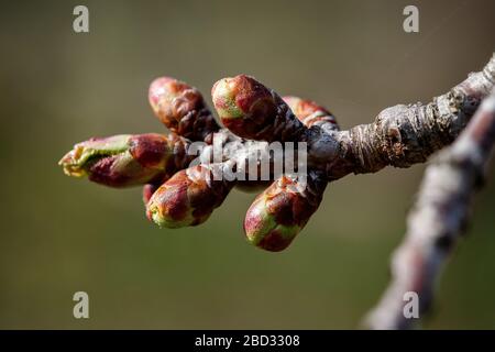 Junge grüne Nieren beginnen sich zu entwickeln und öffnen Weiß auf einem Kirschbaum im frühen Frühjahr Stockfoto