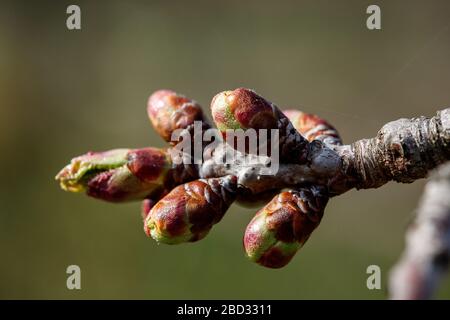 Junge grüne Nieren beginnen sich zu entwickeln und öffnen Weiß auf einem Kirschbaum im frühen Frühjahr Stockfoto