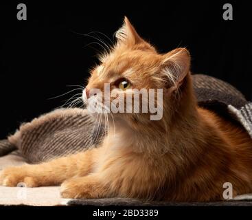 Erwachsene rote Katze liegt auf einer Wolldecke, dunkler Hintergrund, Tier sieht weg Stockfoto