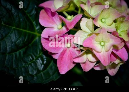 Schöne zarte rosa Hortensia macrophylla Blume blühte im Frühlingsgarten. Hintergrund mit blühenden Hortensien mit grünen Blättern detailliert. Stockfoto