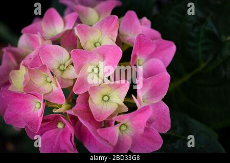 Schöne zarte rosa Hortensia macrophylla Blume blühte im Frühlingsgarten. Hintergrund mit blühenden Hortensien mit grünen Blättern detailliert. Stockfoto