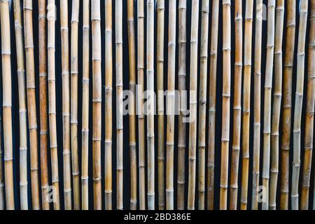 Beige Bambushalme schließen den Wandhintergrund aus. Trockener Bambus als Bauelement für das Architekturhaus, natürlicher Zierzaun in Thailand, organisches mA Stockfoto