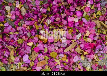 Verwelkte rosafarbene und gelbe Kronblätter teppich nach unten. Verwilderte gestürzte Bougainvillea Blumen und trockener Baum hintergrundt Muster im sandigen Erdgarten im Freien Stockfoto