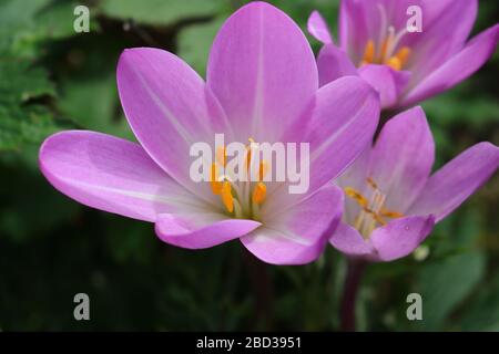 Crocus (englischer Plural: Crocuses oder croci) ist eine Gattung von blühenden Pflanzen in der Familie der Iris, die 90 Arten von Stauden umfasst, die aus Kormen wachsen. Stockfoto