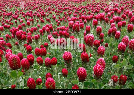 Trifolium incarnatum, bekannt als Crimson Klee oder italienischer Klee Stockfoto