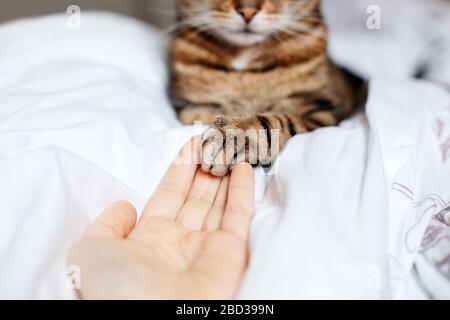 Mann, der der Katze mit Tabby eine leere Handfläche schenkt. Frau, die Katzen berührt, pAW als Zeichen der Unterstützung, des Mitgefühls und der Fürsorge. Beziehung Freundschaft von Mensch und tun Stockfoto