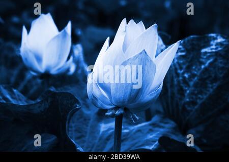 Wasserlilien-Knospen. Blaues Nahaufnahmen mit selektivem Fokus auf lotusblüten Stockfoto