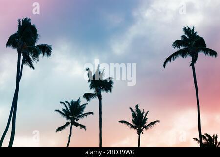 Palmen Silhouetten unter farbenfrohem bewölktem Himmel Hintergrund Stockfoto