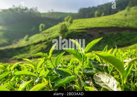 Grüne Teeknospe und frische Blätter schließen sich auf Teeplantagen in Munnar, Indien Stockfoto