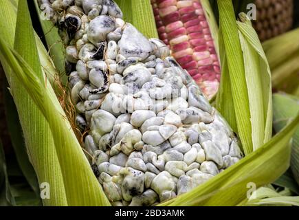 Huitlacoche (Maismut oder Maispilz) in einer Morelia, Mexiko Markt. Stockfoto