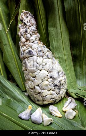 Huitlacoche (Maismut oder Maispilz) in einer Morelia, Mexiko Markt. Stockfoto