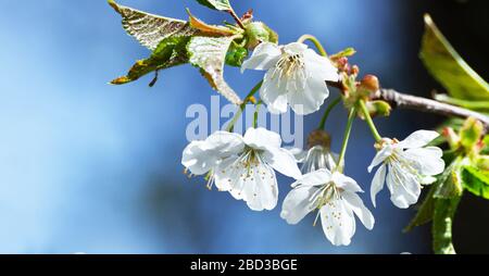 Kirschblüten in voller Blüte. Kirschblüten in kleinen Haufen auf einem Kirschbaum auf blauem Himmelshintergrund Stockfoto