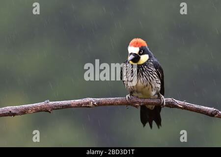 Acorn Woodpecker in Costa Rica Wolkenwald Stockfoto