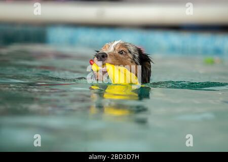 Hund schwimmt im Pool mit einem Spielzeug Stockfoto