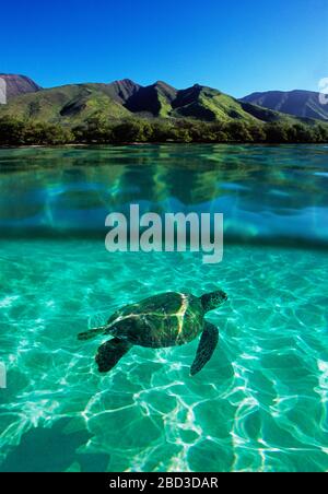 Grüne Schildkröte schwimmt in Olowalu, Maui, Hawaii. Stockfoto