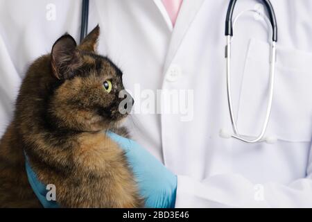 Tierarzt in blauen Latexhandschuhe halten tricolor Katze in der Klinik Stockfoto