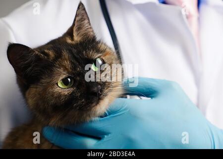 Tierarzt in blauen Latexhandschuhe halten tricolor Katze in der Klinik Stockfoto
