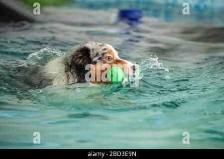 Hund schwimmt im Pool mit einem Spielzeug Stockfoto