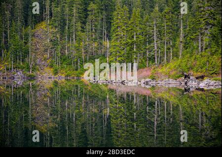 Trees reflecting in a mountain lake Stockfoto