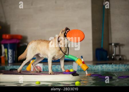 Der Hund steht und springt mit einem Spielzeug im Pool Stockfoto