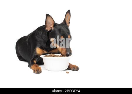Niedlicher Zwergpinscher Welpe mit einer Schale Trockenfutter auf weißem Hintergrund Stockfoto