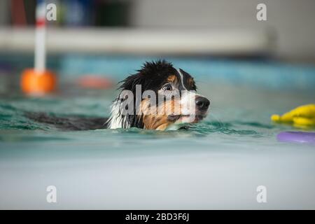 Hund schwimmt im Pool mit einem Spielzeug Stockfoto