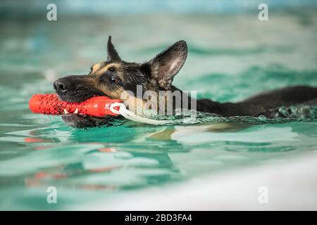 Hund schwimmt im Pool mit einem Spielzeug Stockfoto